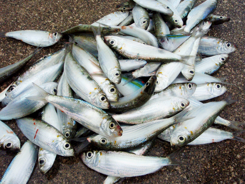 石垣島で釣れる魚 4 ミジュン スタッフ通信 やいまタイム