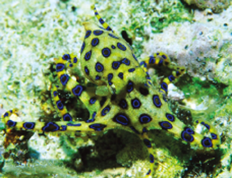 サンゴ礁のキケンな生物と応急処置 やいまタイム