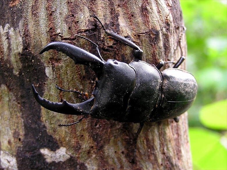 サキシマヒラタクワガタ - 八重山ナンバーワン | やいまタイム