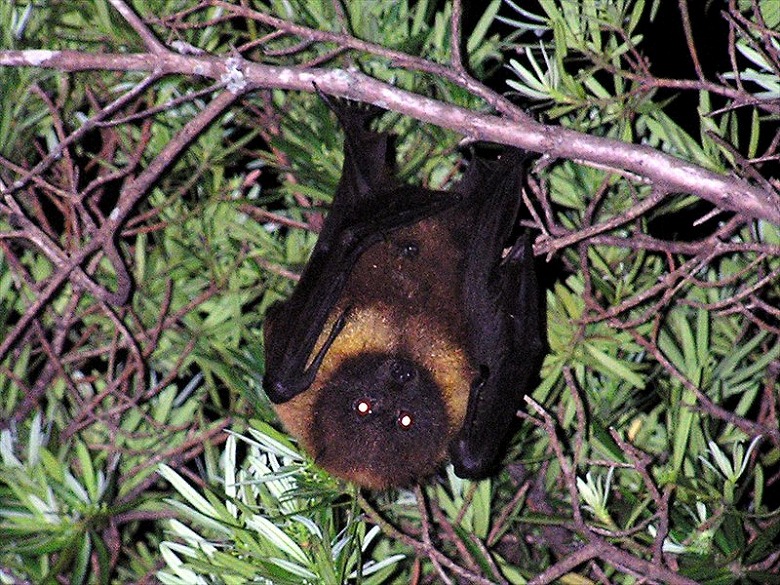 ヤエヤマオオコウモリ - 八重山ナンバーワン | やいまタイム
