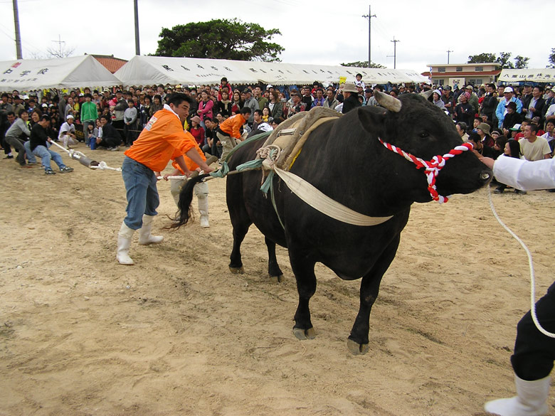 第27回 黒島牛まつり 八重山スケジュール やいまタイム