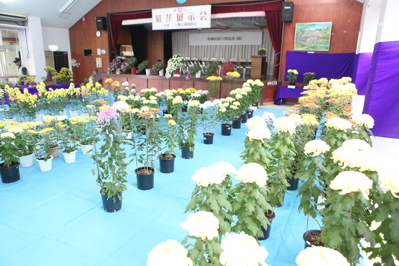 第50回八重山菊同好会展示会 やいまニュース やいまタイム
