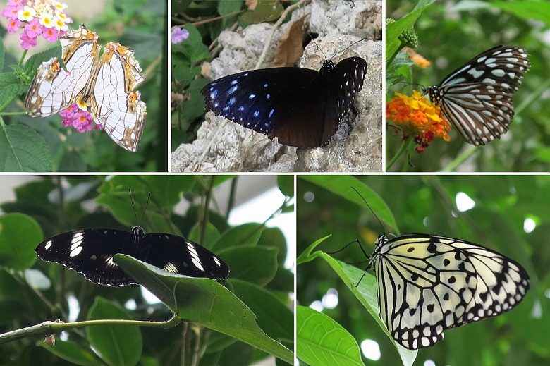 多摩動物公園 昆虫生態園で 八重山の蝶や昆虫と出あう やいまーる外電 やいまタイム