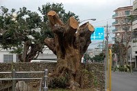 八重山博物館の前の大木