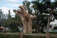 石垣島のゴバンノアシ