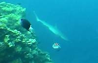 石垣島の米原海岸にサメ出現