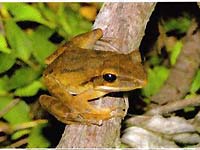 国立公園自然保護官と外来生物の格闘