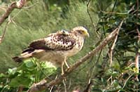 カンムリワシの放鳥