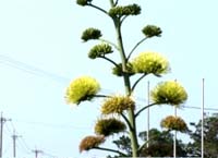 アオノリュウゼツラン開花