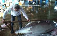 石垣島がクロマグロ研究拠点化