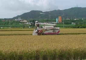 1期米収穫スタート