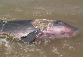 珍しいイルカが名蔵湾に打ち上がる