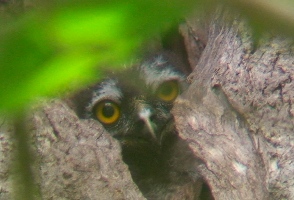 育つ野鳥たちの雛