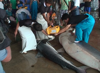 一本釣り研究会はサメ61頭駆除
