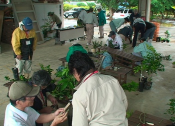 熱帯果樹の接ぎ木技術講習