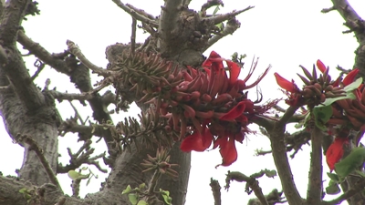 デイゴが開花