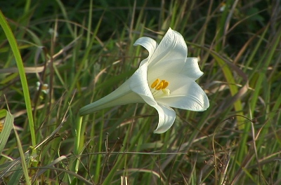 純白の花びらを野山に飾るテッポウユリ