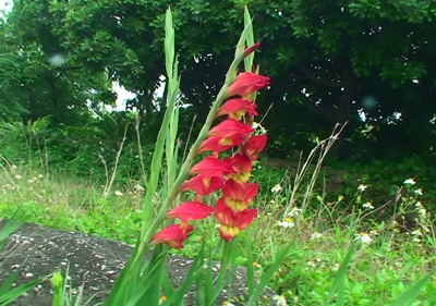 グラジオラス(トッピン）開花