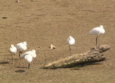 クロツラヘラサギ、夏羽へ