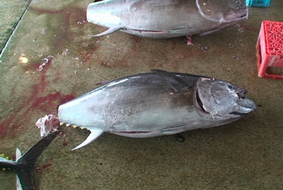 本マグロ水揚げ