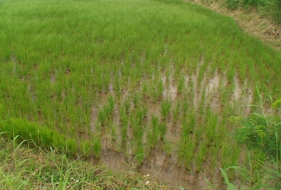 緑香米が成育中