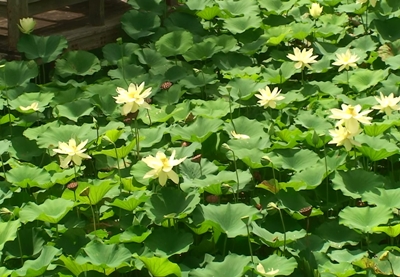 ハスが大量開花