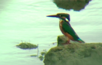 愛鳥家人気のカワセミが新川川河口に