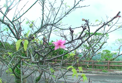 石垣市バンナ公園のBゾーンで桜開花