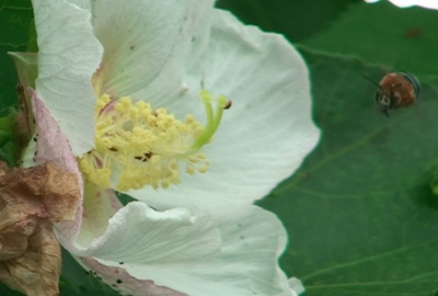 サキシマフヨウ開花