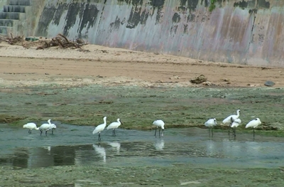 クロツラヘラサギ幼鳥9羽飛来