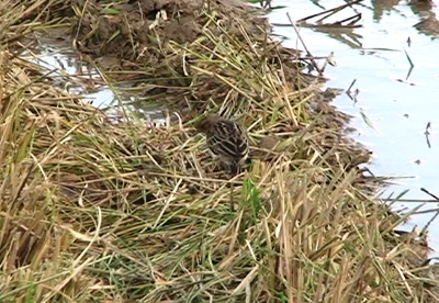 ハクセキレイやタヒバリが飛来