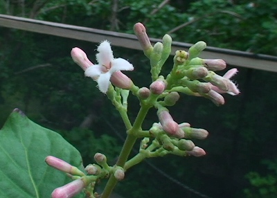 アカキナノキが開花３年目