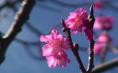 大寒の前日がポカポカ陽気