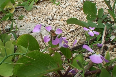 ハマダイコン開花