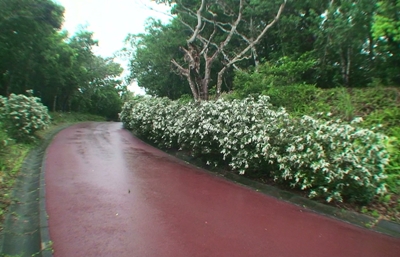 リュウキュウアセビの開花