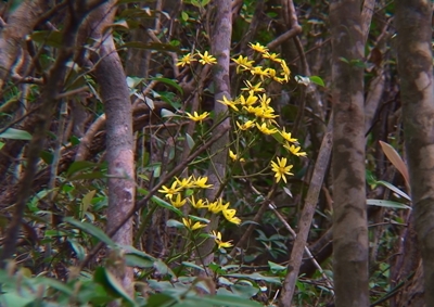 ツワブキ開花