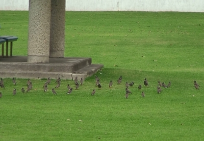 市内公園でムクドリの群れ