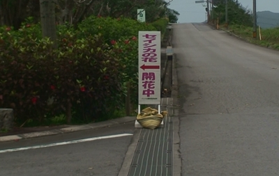 満開のセイシカ鑑賞を誘う看板