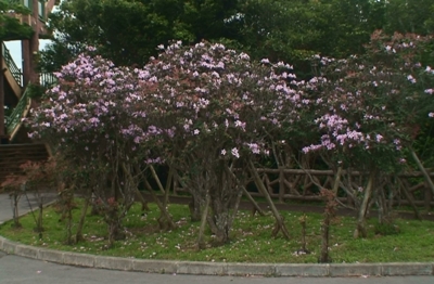 満開のセイシカ鑑賞を誘う看板