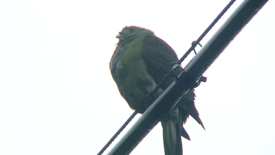 リュウキュウズアカアオバトが雨でずぶ濡れ