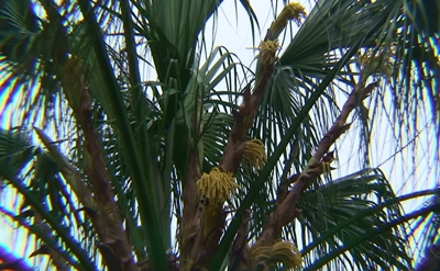 クバが開花