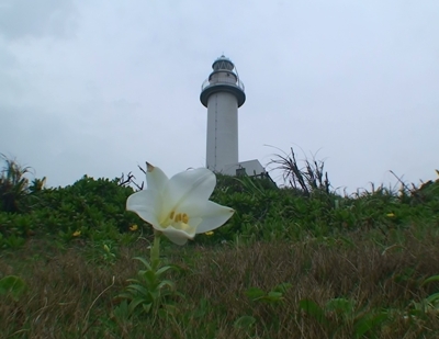 テッポウユリ開花