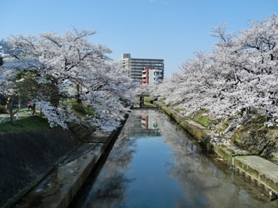 尖閣と越中富山・松川の桜