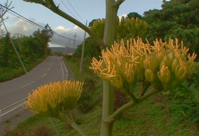 リュウゼツラン開花