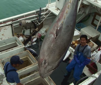 クロマグロ漁本格化　７本水揚げ