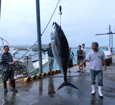 クロマグロ漁本格化　７本水揚げ