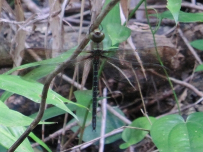 リュウキュウカトリヤンマ