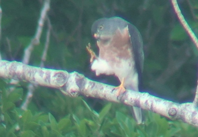 アカハラダカの渡り