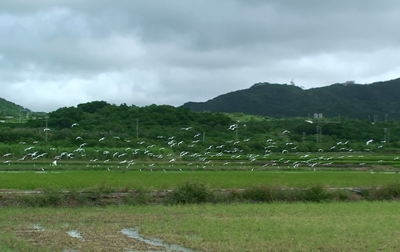 アマサギ群れで飛来