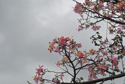 トックリキワタ開花　病院にかよう人を和ませる花